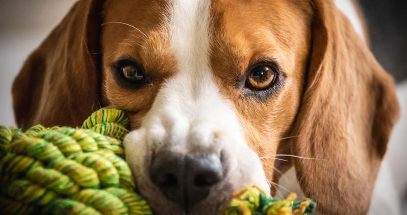 Oduczanie szczeniaka gryzienia