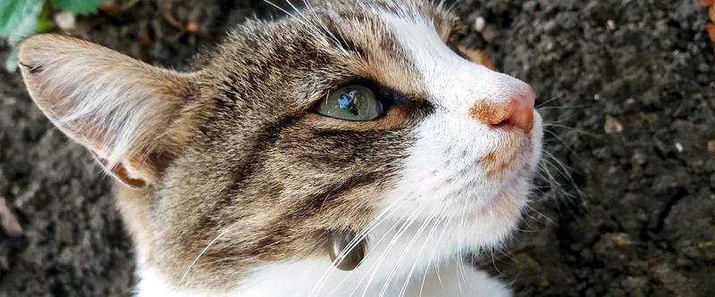 Profilaktyka antykleszczowa dla kotów