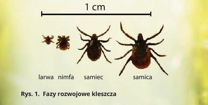 Profilaktyka ukąszeń kleszczy