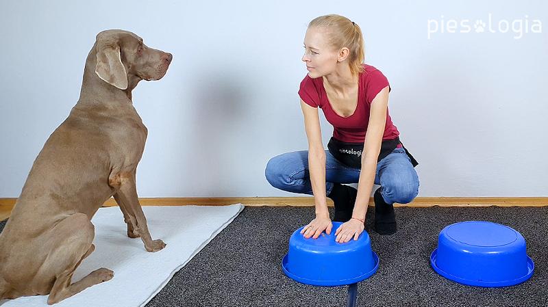 Trening psa bez ciągnięcia