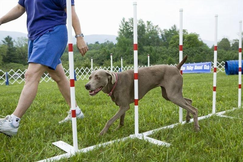 Trening psa bez frustracji