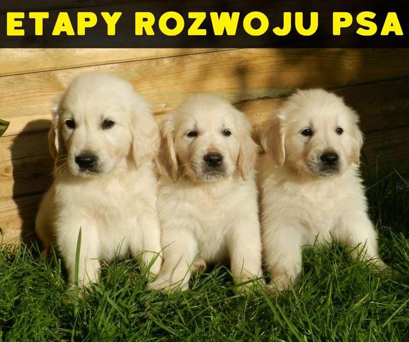 Żywienie psa
