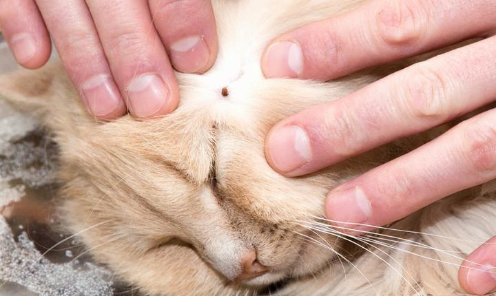 Bezpieczne usuwanie kleszczy u kotów – jak chronić swojego pupila przed niebezpieczeństwem?