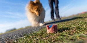 Co zrobić, gdy pies ma objawy zatrucia? Pierwsza pomoc i kluczowe ostrzeżenia