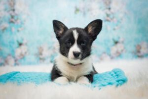 Dlaczego szczeniaki piszczą? Skuteczne sposoby na wsparcie w trudnych chwilach