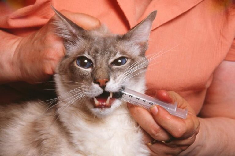 Jak często odrobaczać kota? Przewodnik po zasadach i objawach, które powinieneś znać