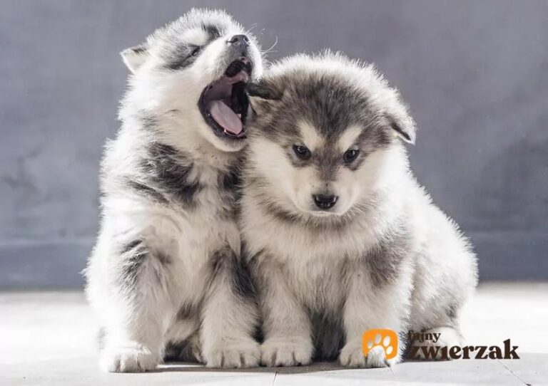 Kiedy oddać szczeniaki, aby zapewnić im najkorzystniejszy start w życiu?