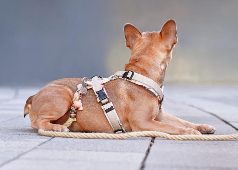 Kreatywne wzory szelek