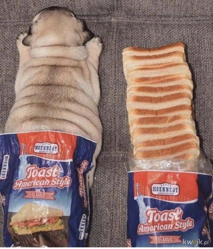 Zdrowa dieta psa i przekąski