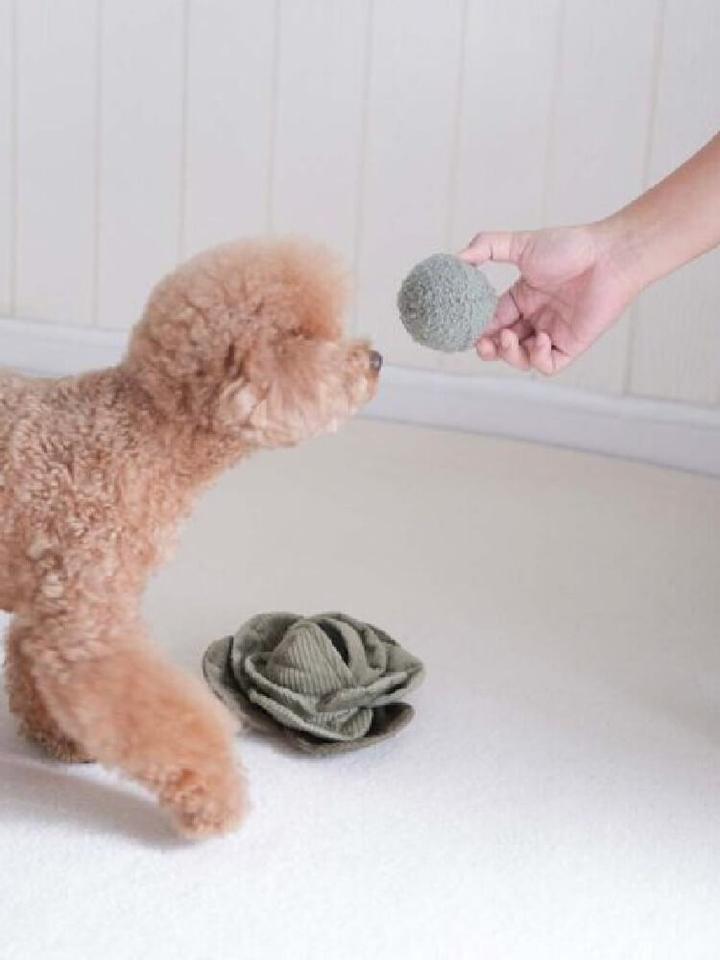 Zdrowotne właściwości kapusty