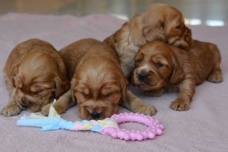 Jak zapewnić prawidłowy rozwój szczeniaka: ile powinien jeść na co dzień?