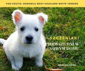 Szczeniak zjada swoje odchody? Oto przyczyny i skuteczne sposoby na rozwiązanie problemu!