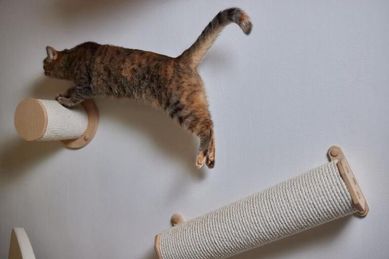 Sztuka tresury kota: jak uniknąć frustracji w codziennym życiu z pupilem