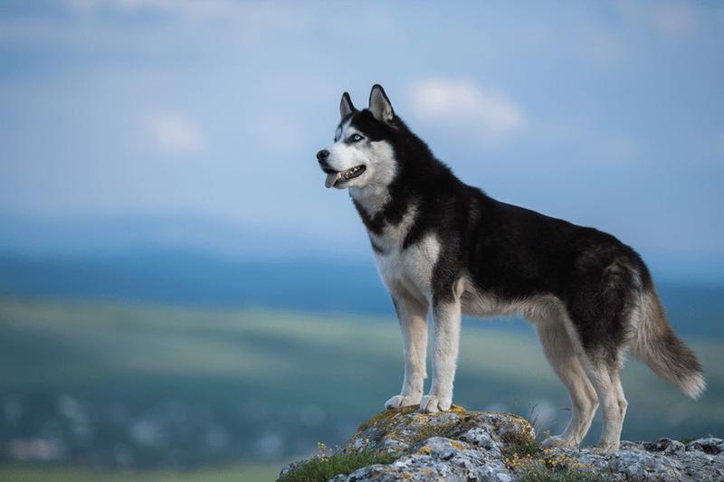 Wydatki na pielęgnację i żywienie husky