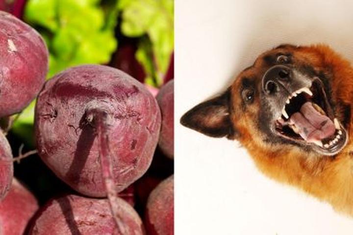 Buraki w diecie psa: Czy lepsze surowe, czy gotowane? Oto, co powinieneś wiedzieć