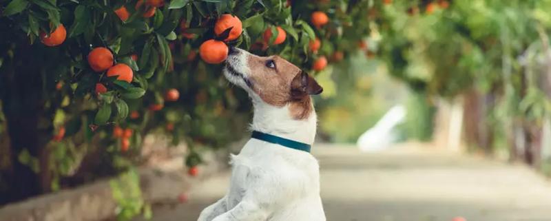 Mandarynki a zdrowie psa: co musisz wiedzieć o bezpiecznej dawce i potencjalnych zagrożeniach