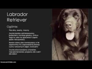 Odkryj skuteczne metody tresury labradora bez stresu i kar