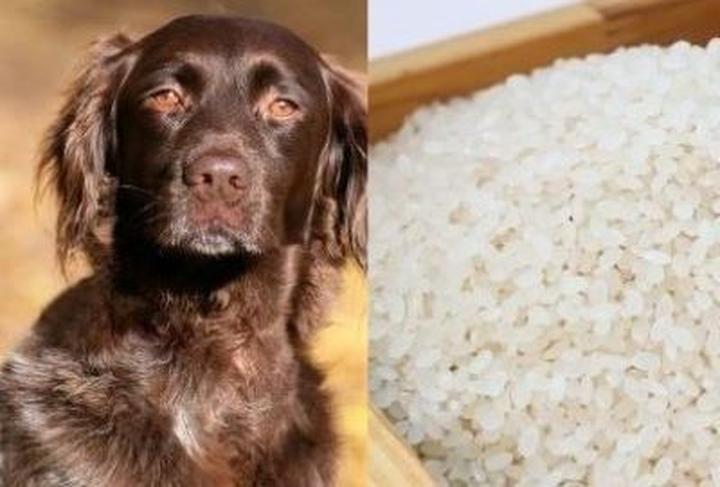 Bezpieczne karmienie psa