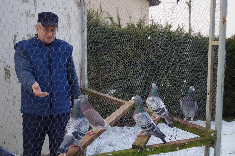 Metody treningowe gołębi krok po kroku