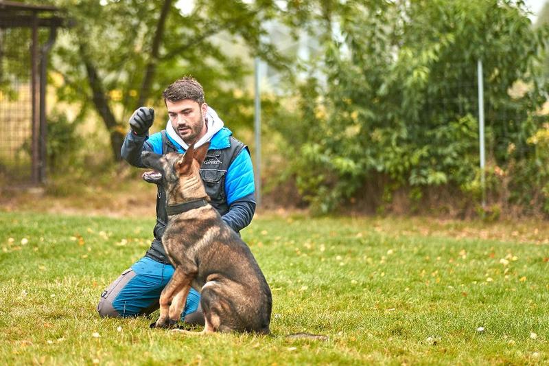Najczęstsze błędy w szkoleniu psów
