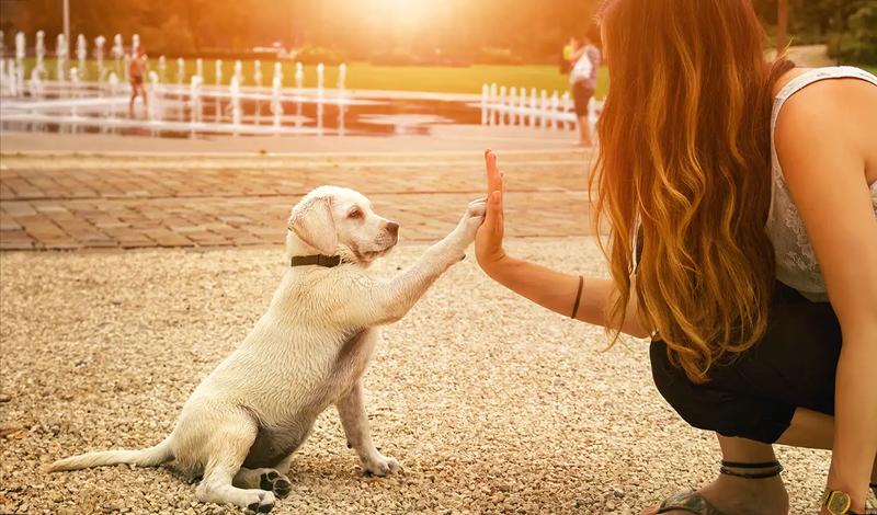 Pozytywne wzmacnianie w tresurze