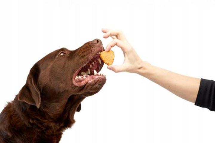 Pozytywne wzmocnienie w treningu