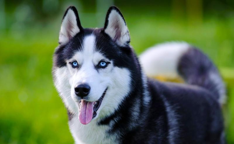 Tempo i czas spaceru z husky