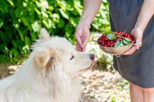 Czy psy mogą jeść wiśnie bez pestek? Odkryj fakty od weterynarza