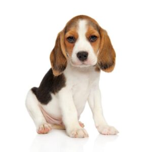 Jak zadbać o psa: ile spacerów potrzebuje dziennie? Zasady i wskazówki