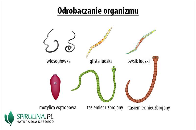 Odrobaczanie psa na czczo – co mówią weterynarze o bezpieczeństwie tej praktyki?