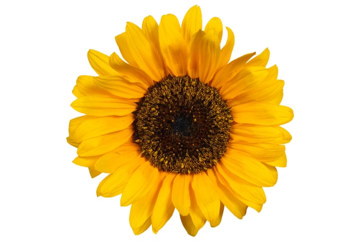 Alternatywy dla słonecznika w diecie psów