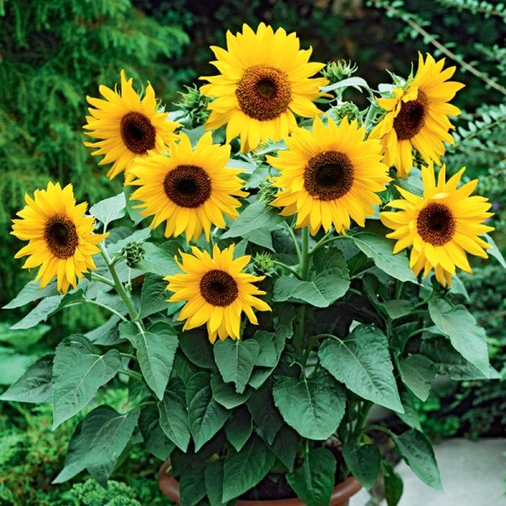 Korzyści i ryzyka słonecznika u psów