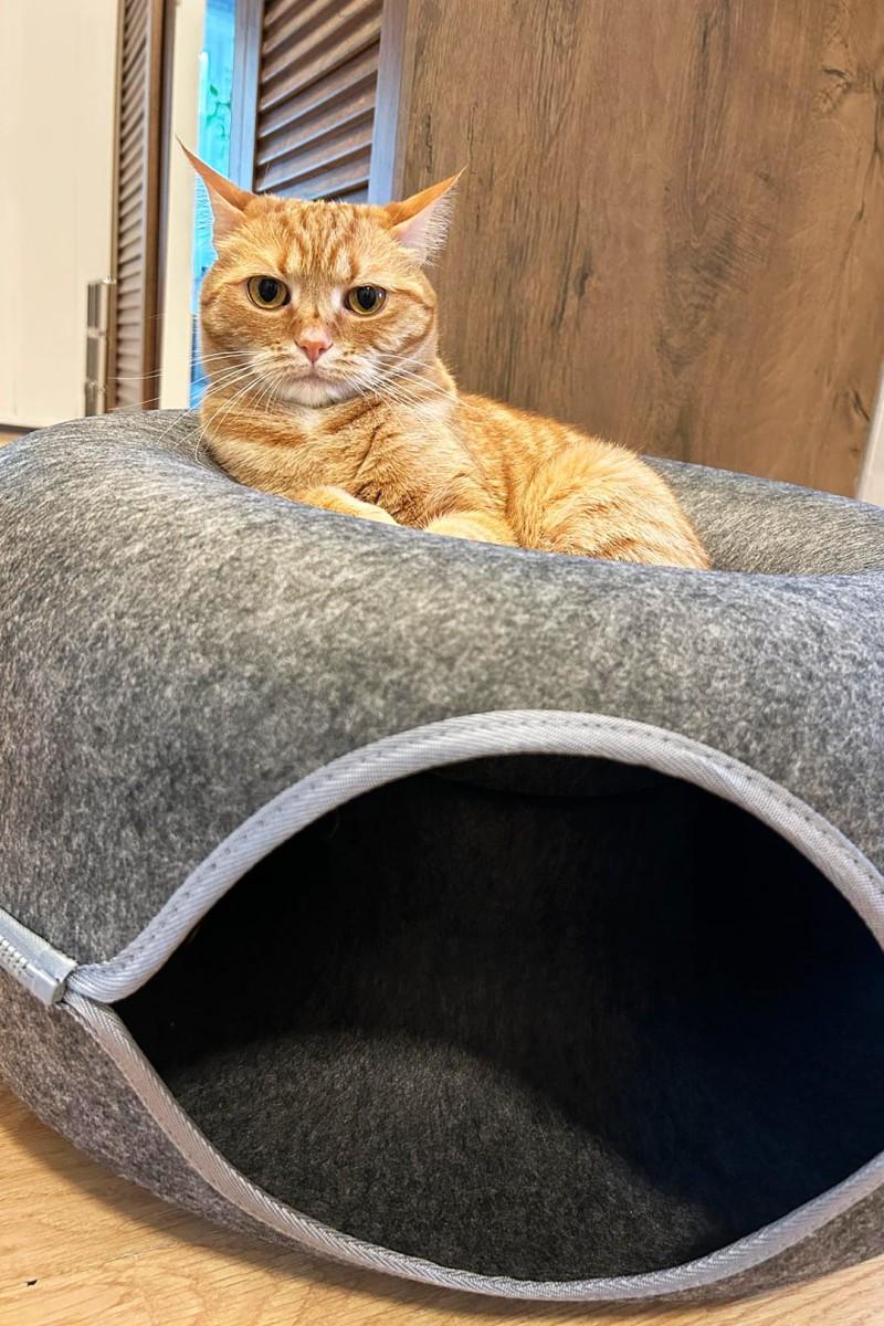 Nauka spania w legowisku kota