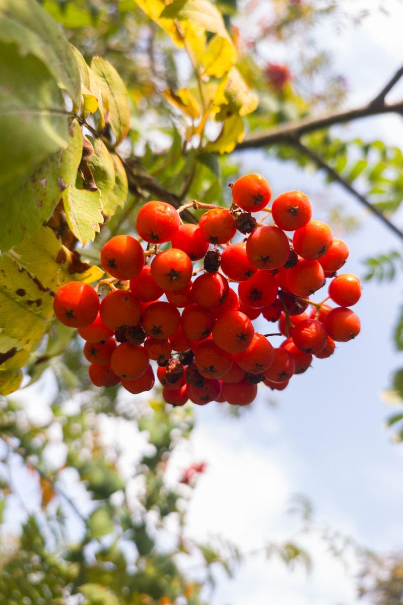 Objawy zatrucia u psów