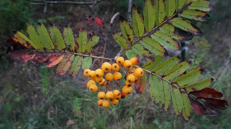 Podstawowe zasady żywienia psów