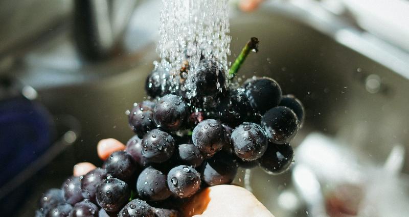 Profilaktyka zatruć u psów