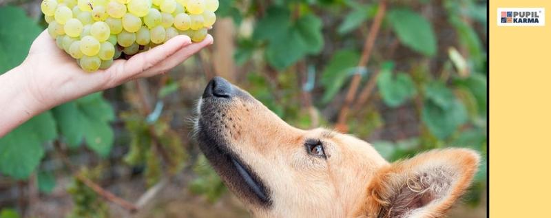 Toksyczne winogrona dla psów