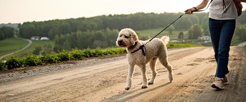 Zdrowie fizyczne i psychiczne psa