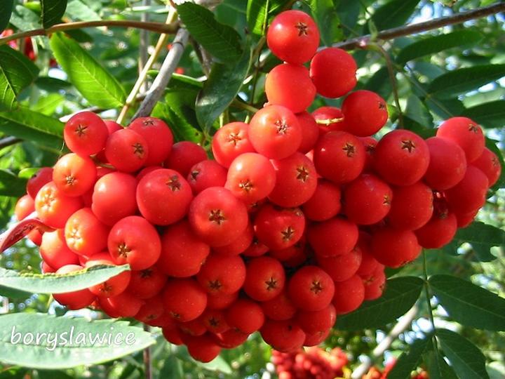 Żywienie psów alternatywy dla jarzębiny