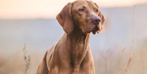 Czy pies może jeść zboże? Odkryj fakty i zalecenia, które warto znać