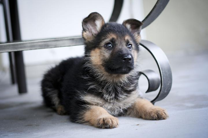 Jak właściwie odżywiać szczeniaka owczarka, by zapewnić mu zdrowy rozwój?