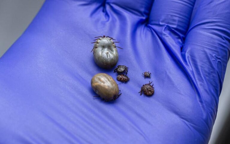 Kleszcze a zdrowie psów: Jak skutecznie chronić swojego pupila przed zagrożeniem