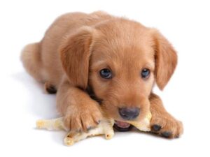 Najlepsze gryzaki dla szczeniąt – jak wybrać bezpieczne opcje?