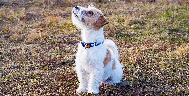 Skuteczne metody tresury jack russell terriera – uniknij frustracji i problemów