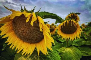 Słonecznik a dieta psa – co warto wiedzieć, by zadbać o zdrowie swojego pupila?