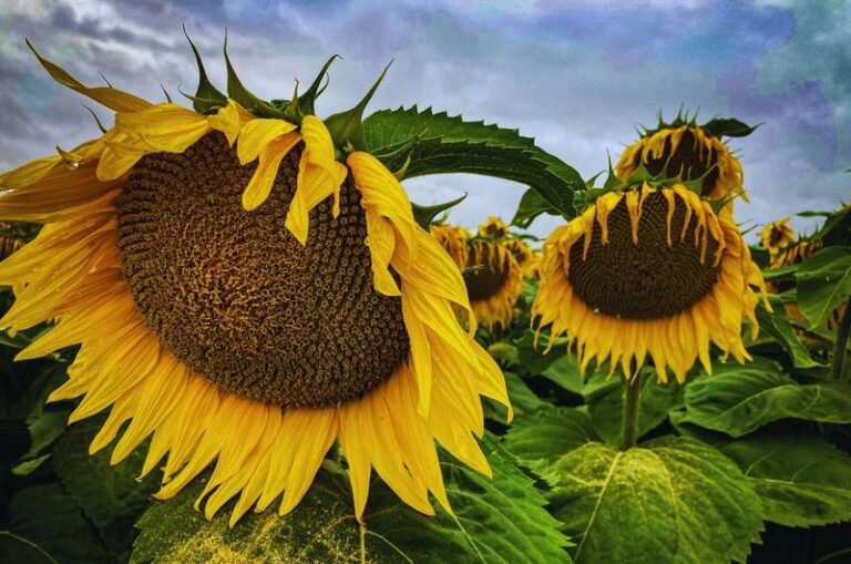 Słonecznik a dieta psa – co warto wiedzieć, by zadbać o zdrowie swojego pupila?