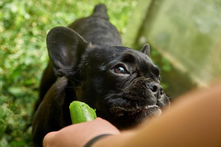 Surowe ogórki dla psa – czy to bezpieczne i zdrowe rozwiązanie?