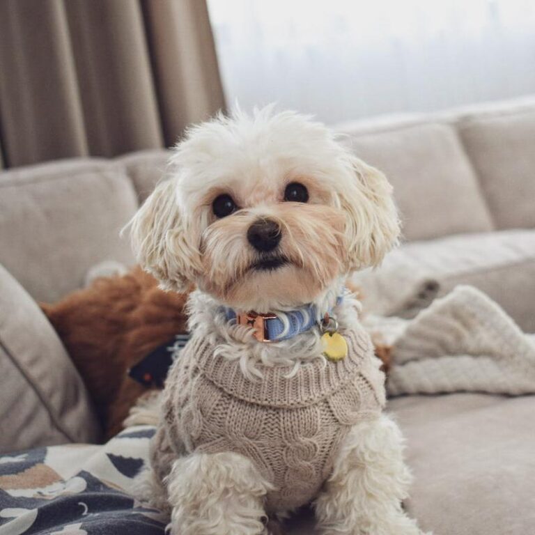 Wybór idealnej obroży dla maltańczyka – klucz do komfortu i bezpieczeństwa pupila