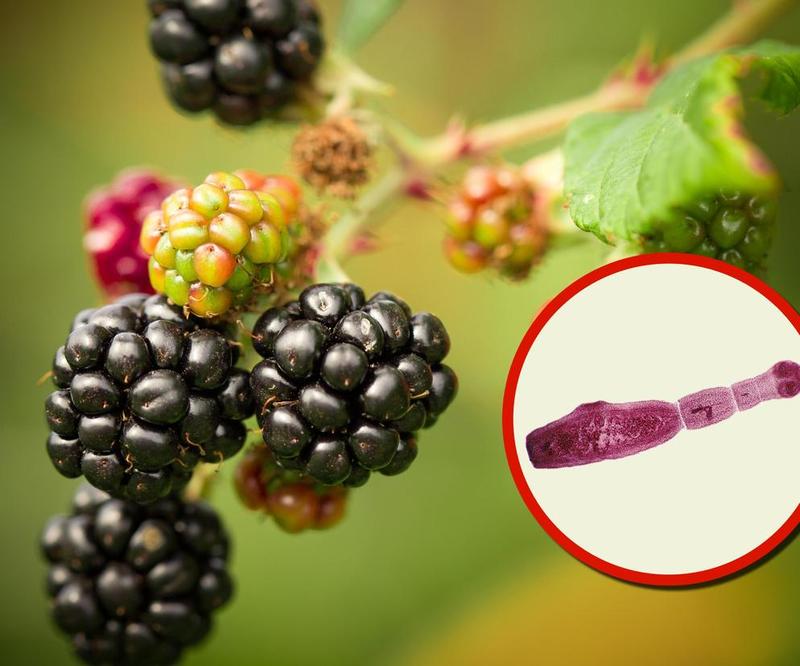 Bezpieczne owoce dla psa