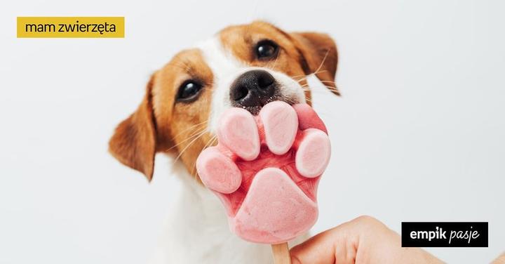 Czy pies może jeść lody